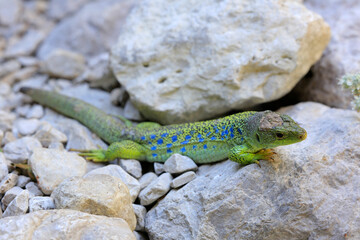 Perleidechse (Timon lepidus) in den Alpen
