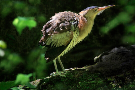 Zwergdommel (Ixobrychus minutus) Jungvogel