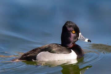 Ring-necked Duck swimming.