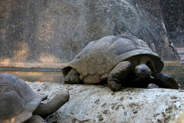 Seychellen-Riesenschildkröten (Aldabrachelys) Seychellen, Afrika