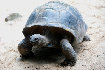 Seychellen-Riesenschildkröten (Aldabrachelys) Seychellen, Afrika
