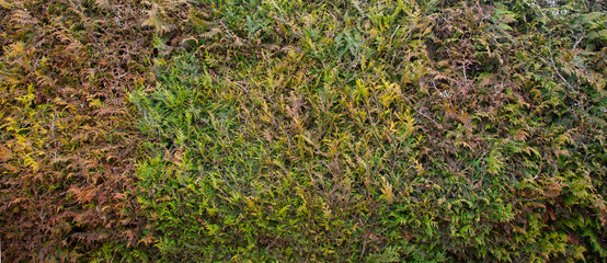 Withered dry Thuja hedge (cypress, juniper). Seamless Texture of green natural background. Hedge of dried dead thuja trees. Thuja texture.