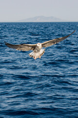 seagull in flight