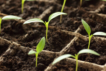 Hands planting of seedlings of sweet pepper on windowsill in the spring, rows of plants in cardboard peat pots, closeup, copy space, vertical, eco agriculture, house planting concept