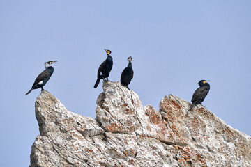 a small group of cormorants sunbathing after fishing on the cliff rocks near the shore on a sunny day in winter