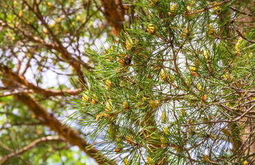 Pine branches with young cones in a coniferous forest