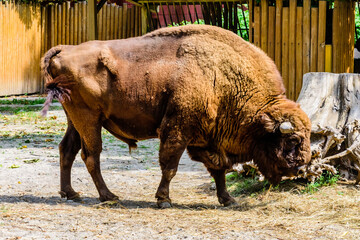 American bison in a corral at farm