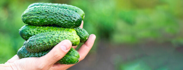 Naklejka na ściany i meble several fresh cucumbers in a hand of farmer Soft focus Copy space
