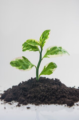 Young green sprout in the ground on white. Spring time.