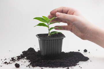 Plant care concept. Child hands are planting houseplant. Spring time. Potted plants.