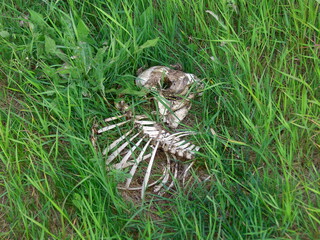 Skeleton of an animal, laid in the grass on a meadow in broad daylight, close up view