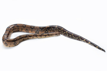 Obraz premium Brown boa constrictor on white background