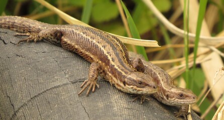 lizard, reptile, animal, nature, green, wildlife, wild, macro, tail, animals, reptiles, closeup, brown, close-up, eye, isolated, stone, small, forest, rock, snake