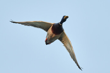 Mallard duck bird in fast flight. Drake flying with spread wings in a clear blue sky, closeup....
