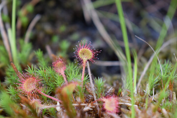 Wild flower 
„Tăul fără fund”, Hunedoara County, Romania