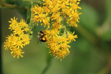 Bumblebee Pollenating Flowers in the Garden