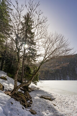 tree at sunrise - feldsee feldberg