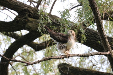 Red Tailed Hawk Perched on a Branch