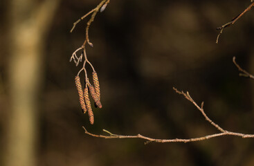 Erlenblüten im Frühlingsanfang