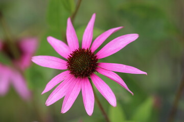 Pink Coneflower in the Garden