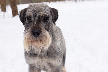 A Miniature Schnauzer, beautiful young ash gray dog