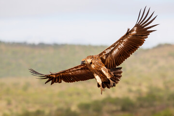 White backed vulture flying before landing in Zimanga Game Reserve in Kwa Zulu Natal in South Africa