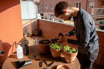 Hombre joven caucásico cuidando varias de sus plantas en la terraza con variedad de herramientas en la mesa de su casa durante el atardecer.