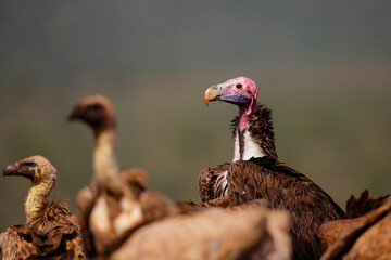 Portrait of a Lappet-faced Vulture standing between white backed vultures in Zimanga Game Reserve in Kwa Zulu Natal in South Africa