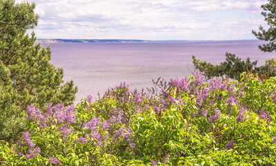 Blooming lilacs in the forest by the river