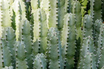 Resin Spurge at the Arizona Cactus Garden in Palo Alto, California, USA.