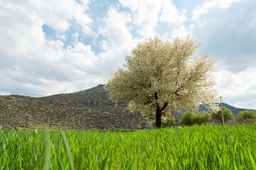 Fototapeta premium apple tree in spring