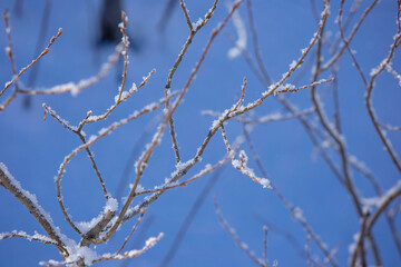 white snow and snow covered trees in the winter forest