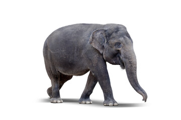Fototapeta na wymiar Side view of female elephant standing on studio