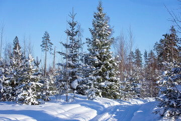 Fototapeta premium winter forest in sunny weather