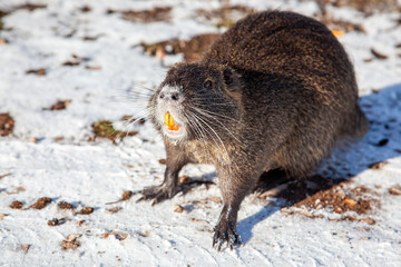 Muskrat Ondatra zibethicus or nutria Myocastor coypus rodent shows teeth in natural habitat. Wildlife scene from Germany, Alzey, Rhineland Palatinate. The muskrats in winter snow.	