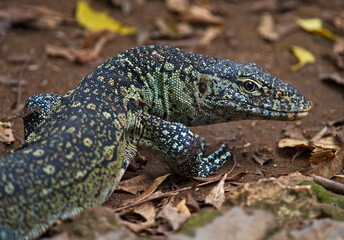 Nile Monitor