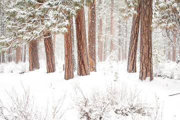 A forest of ponderosa trees during a snow storm near Sisters, Oregon.