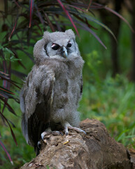 Juvenile Verreaux's Eagle-Owl