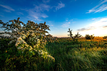 Beautiful summer sunrise in the meadows. Summer background.