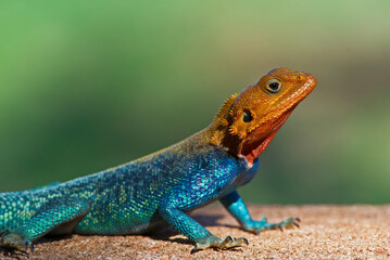 Kenyan Rock Agama 