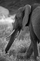 Foto op Aluminium African Elephant © Nina
