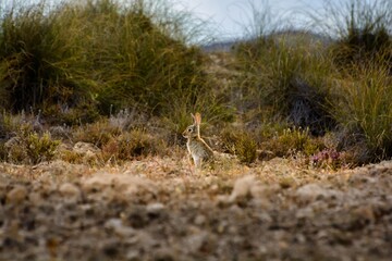 el conejito ha salido de su madriguera