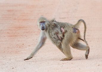 baboon carrying a baby on the savannah