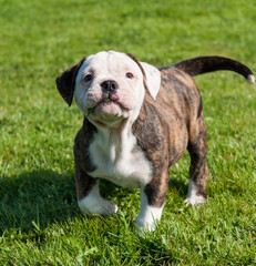 Funny American Bulldog puppies are playing on grass