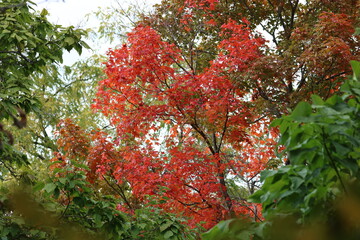 Red Leaves Fall Foliage