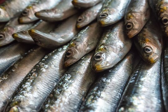 Sardina fresca. Foto de cerca a un plato con numerosas sardinas. Pescado fresco crudo ideal para hacer un espeto
