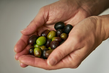 The farmer shows in his hands the olives harvested from the olive tree                      