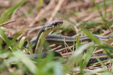 Garter Snake in the Grass