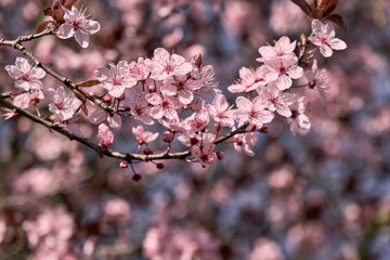 Obraz premium Blossoming cherry plum pink flowers