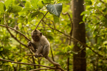 Fototapeta premium a baboon